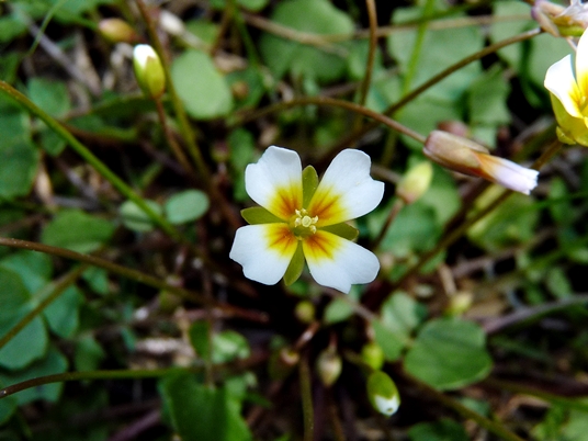 {Leavenworthia exigua var. exigua}